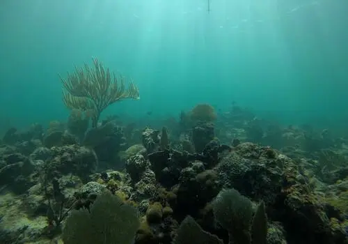 Descubra como é o fundo do mar